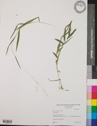 Leersia virginica image