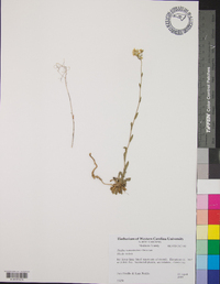 Draba ramosissima image