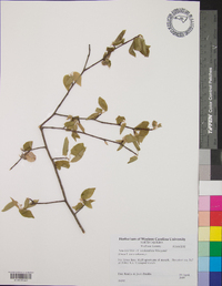 Amelanchier stolonifera image