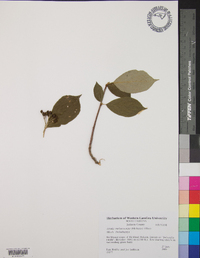 Aronia melanocarpa image