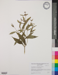 Pycnanthemum montanum image