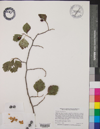 Crataegus chrysocarpa image