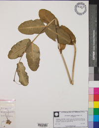 Asclepias amplexicaulis image