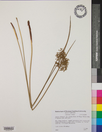 Juncus effusus var. solutus image