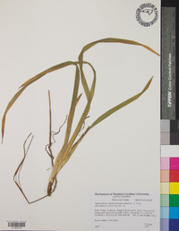 Amianthium muscitoxicum image