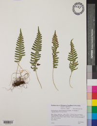 Polypodium appalachianum image