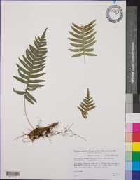 Polypodium appalachianum image