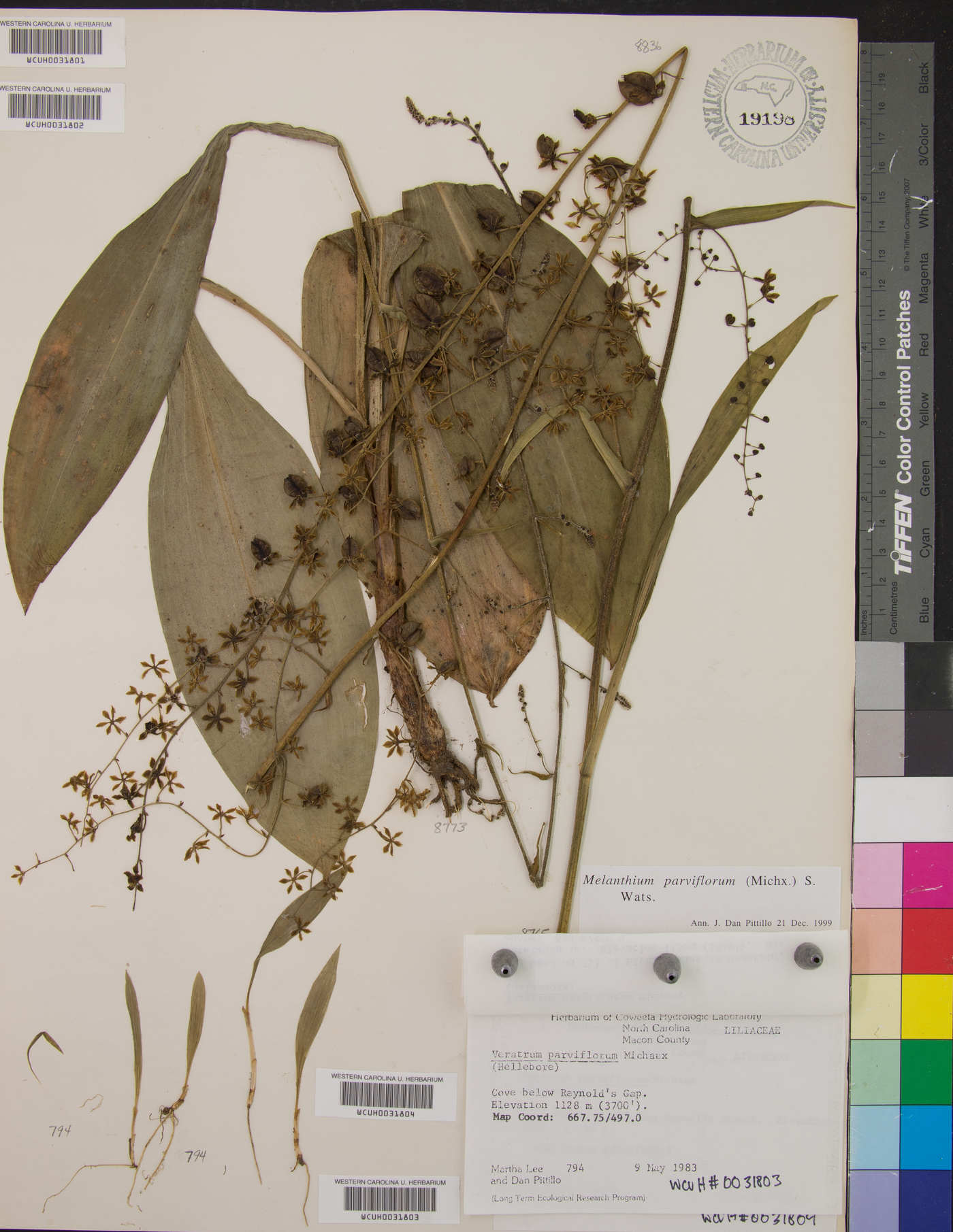 Veratrum parviflorum image