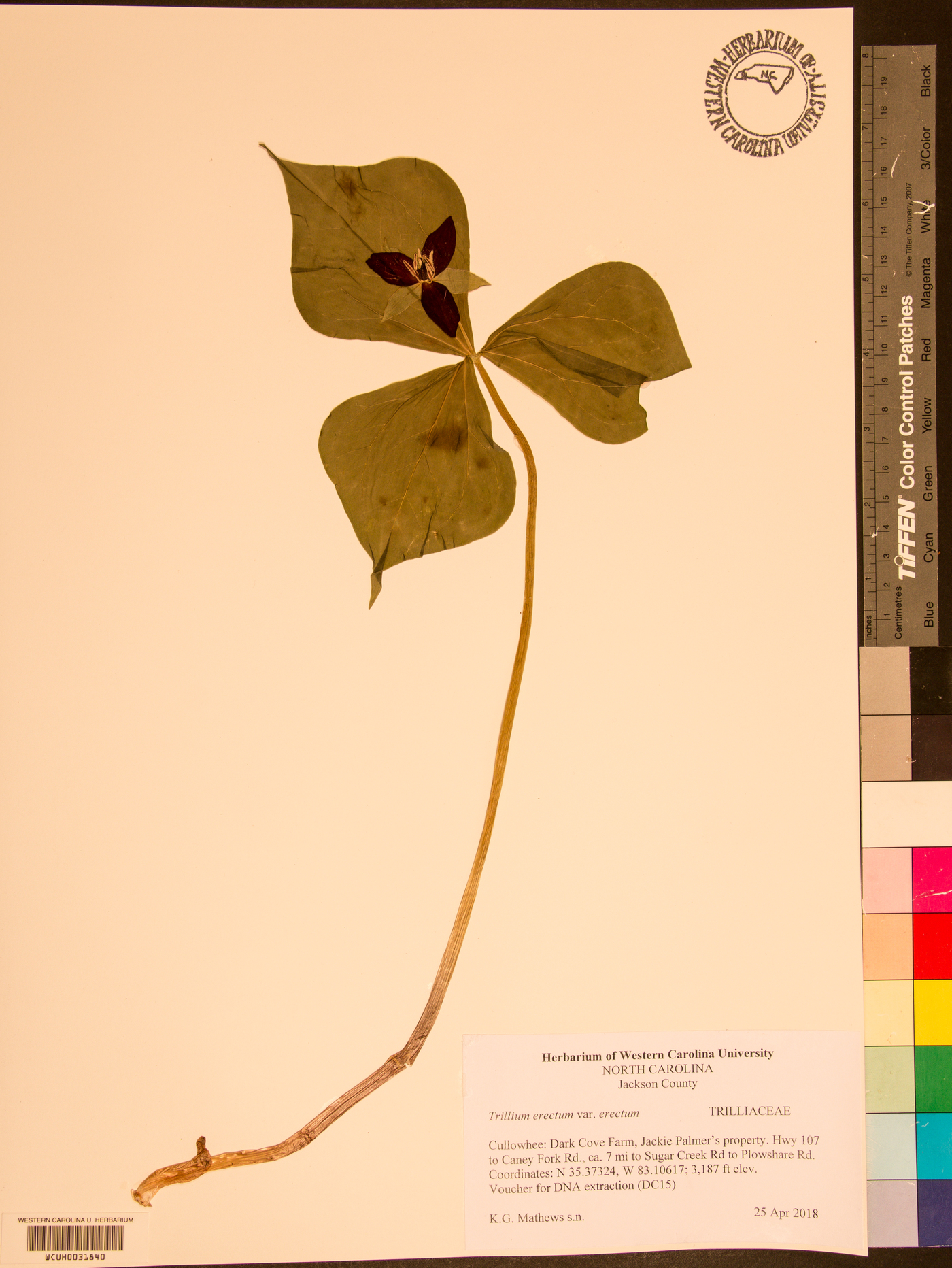 Trillium erectum var. erectum image