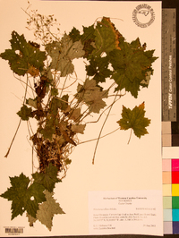 Heuchera villosa image