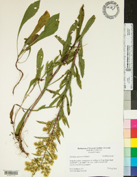 Solidago squarrosa image