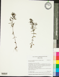 Houstonia longifolia var. glabra image