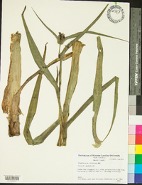 Tradescantia ohiensis image