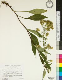 Solidago patula image