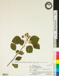 Crataegus triflora image