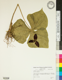 Trillium erectum image