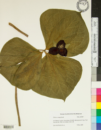 Trillium vaseyi image