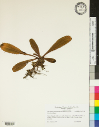 Micranthes micranthidifolia image