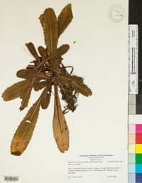 Micranthes micranthidifolia image