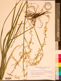 Stenanthium gramineum image