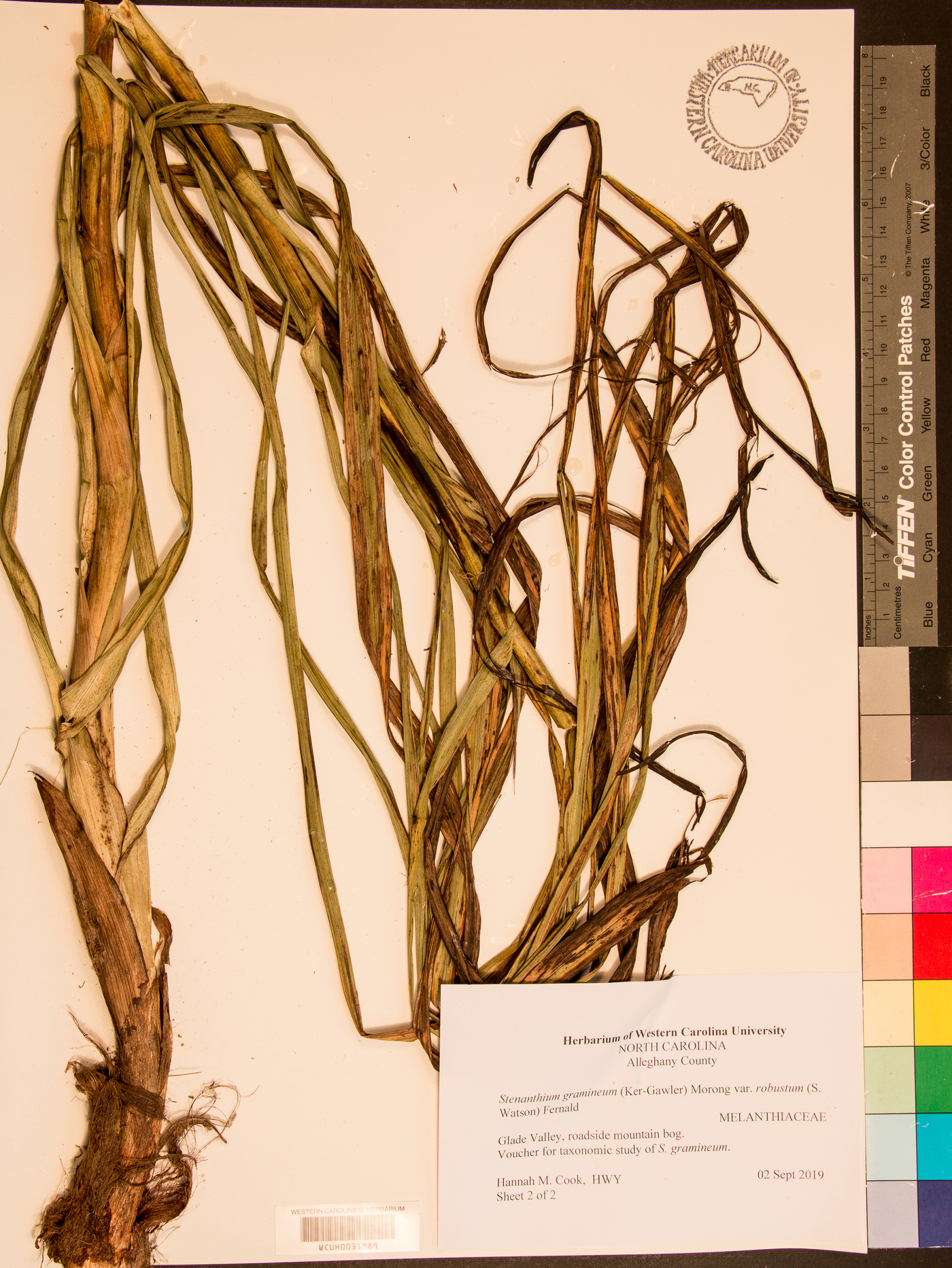 Stenanthium gramineum var. robustum image