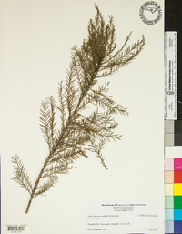 Taxodium ascendens image