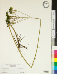 Polygala cymosa image