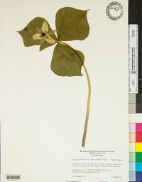 Trillium erectum image