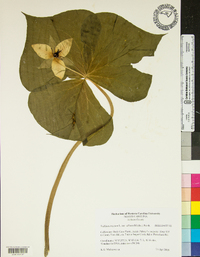 Trillium erectum image