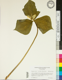 Trillium erectum image