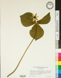 Trillium erectum image