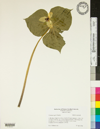 Trillium rugelii image