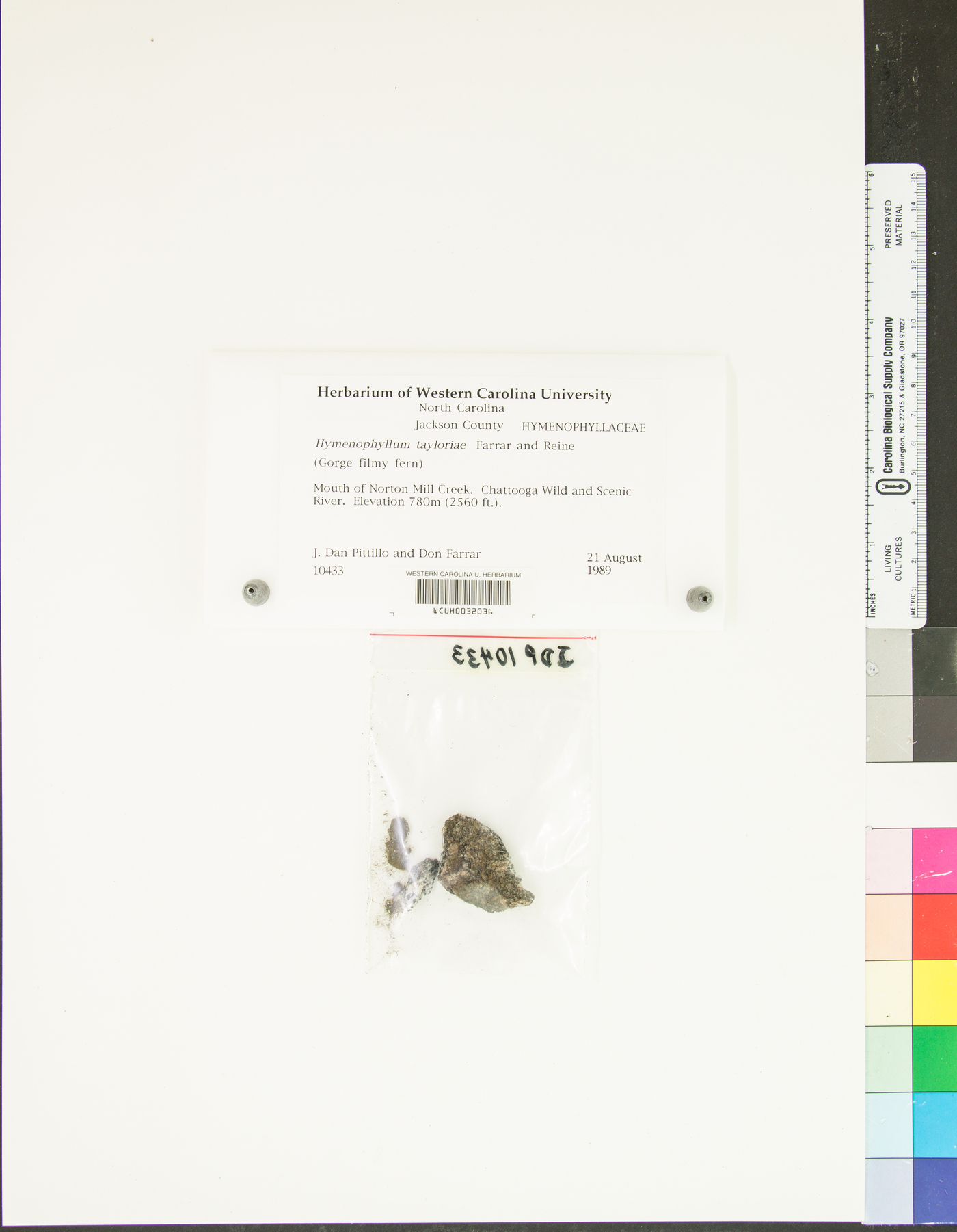 Hymenophyllum tayloriae image