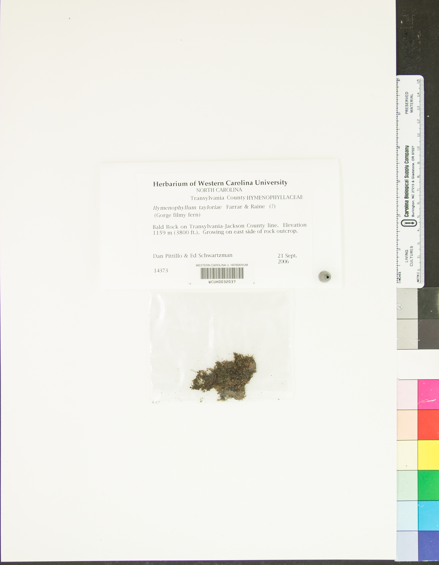 Hymenophyllum tayloriae image
