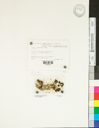 Image of Cladonia apodocarpa