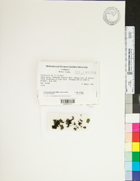 Image of Collema fuscovirens