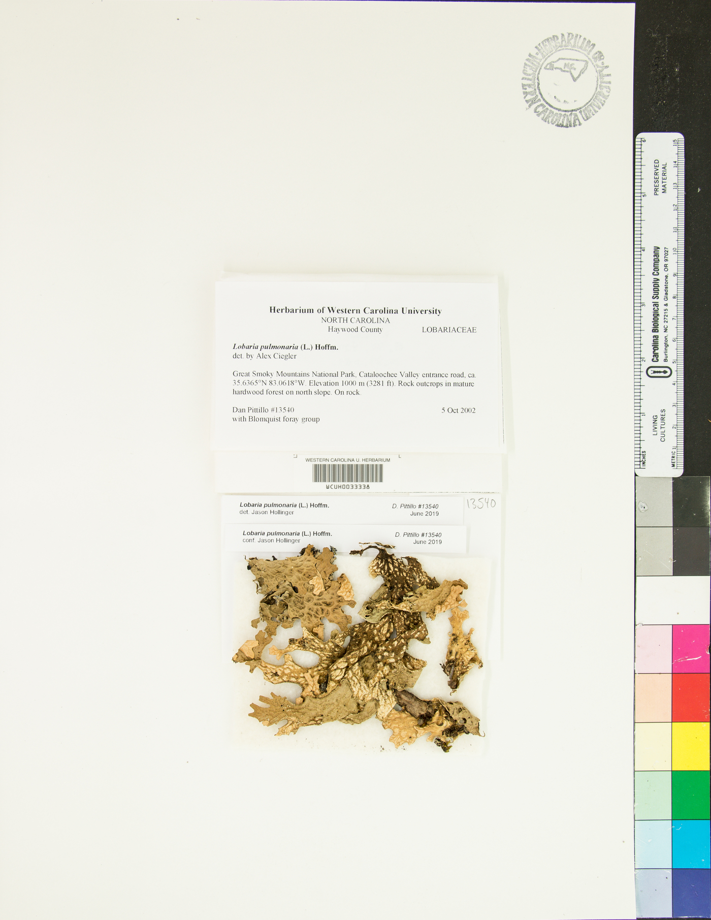 Lobaria pulmonaria image