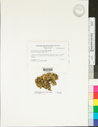 Nephromopsis americana image