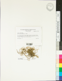 Usnea ceratina image