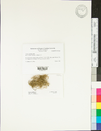 Usnea ceratina image