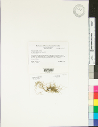 Usnea mutabilis image