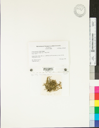 Usnea strigosa image