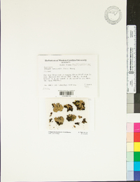 Peltigera horizontalis image