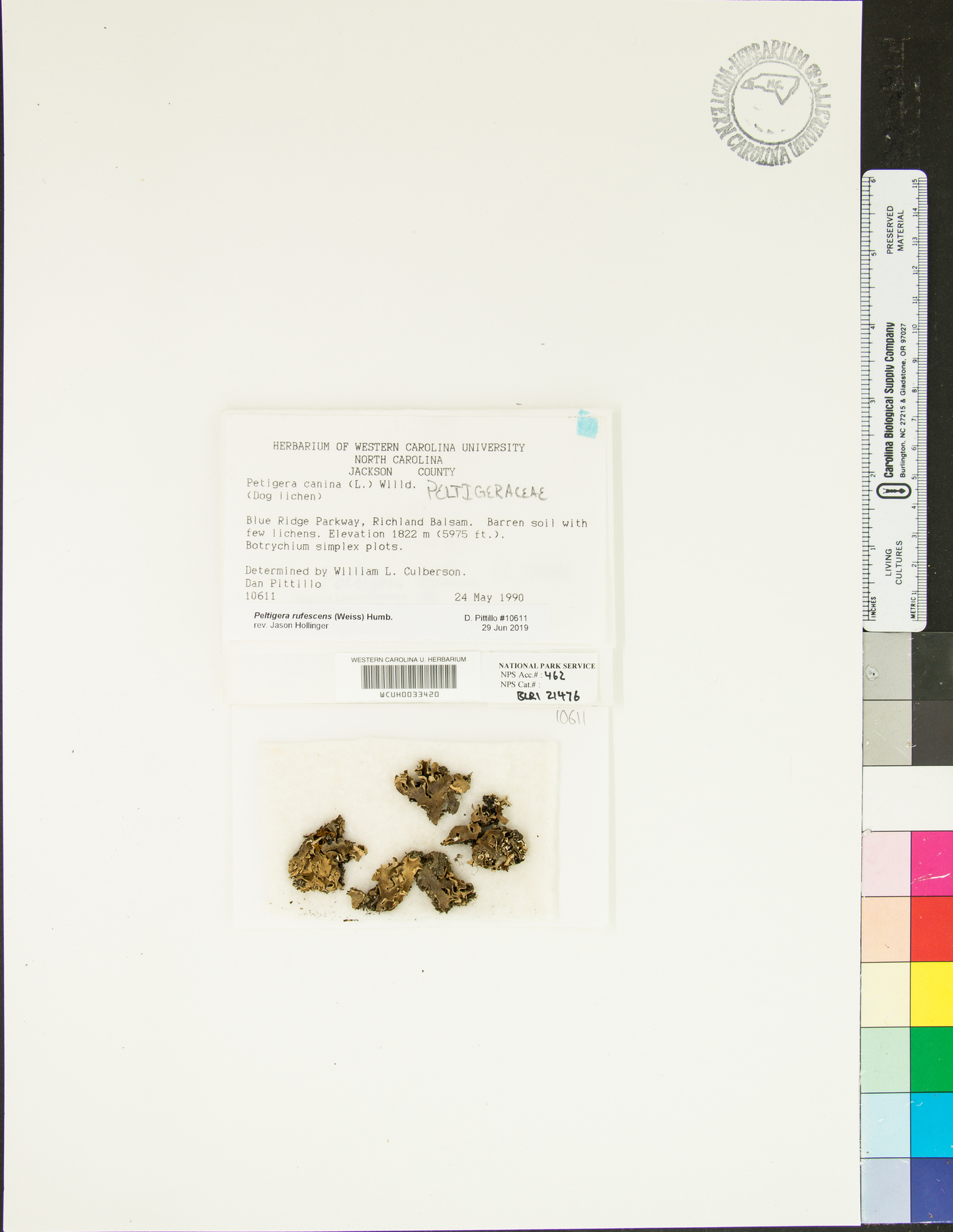 Peltigera rufescens image