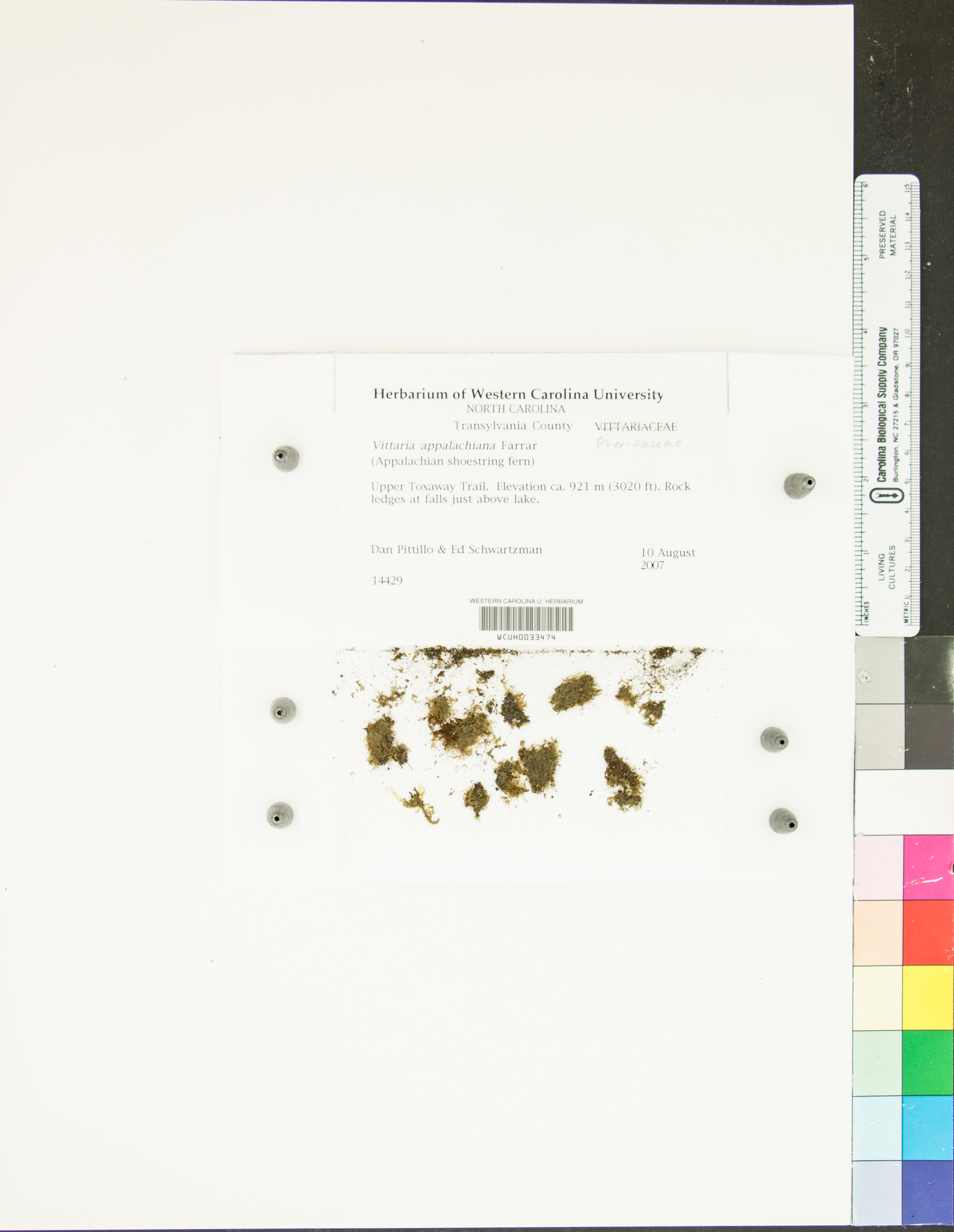 Vittaria appalachiana image