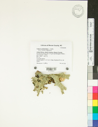 Lobaria pulmonaria image