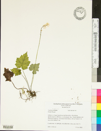 Tiarella austrina image