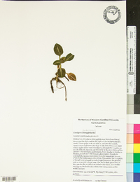 Goodyera pubescens image