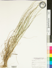 Aristida virgata image