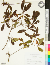 Rhododendron periclymenoides image